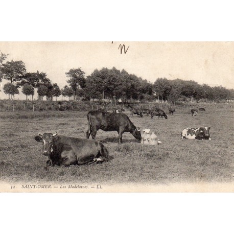 62500 - SAINT-OMER - LES MADELEINES