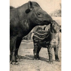 94300 - PARC ZOOLOGIQUE DU BOIS DE VINCENNES PARIS - EIN AMERIKANISCHER TAPIR UND SEIN KALB