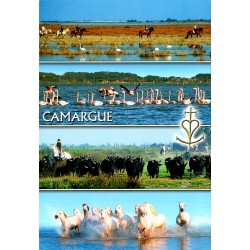 13270 - EN CAMARGUE